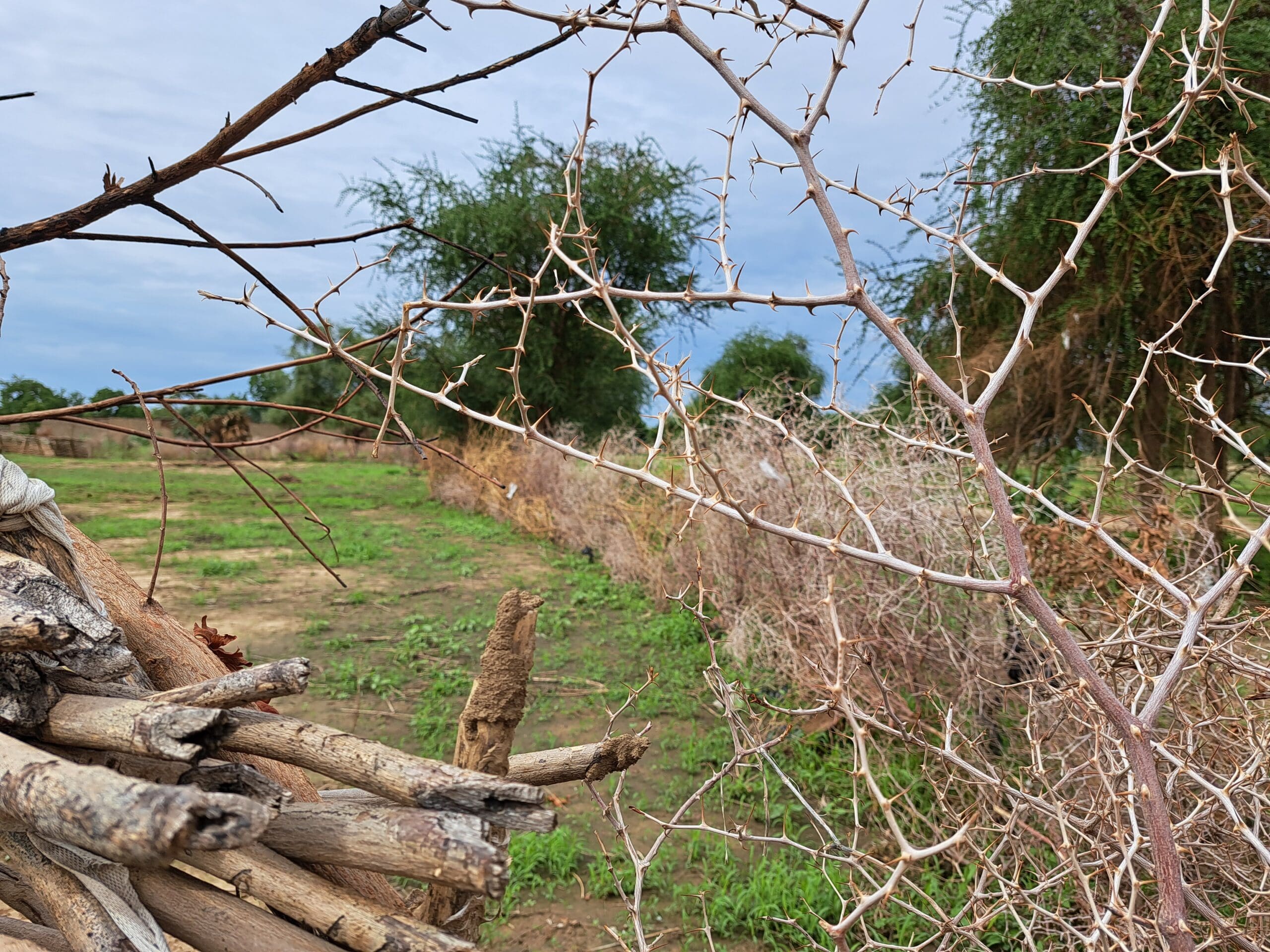 Weeds with thorns on them.