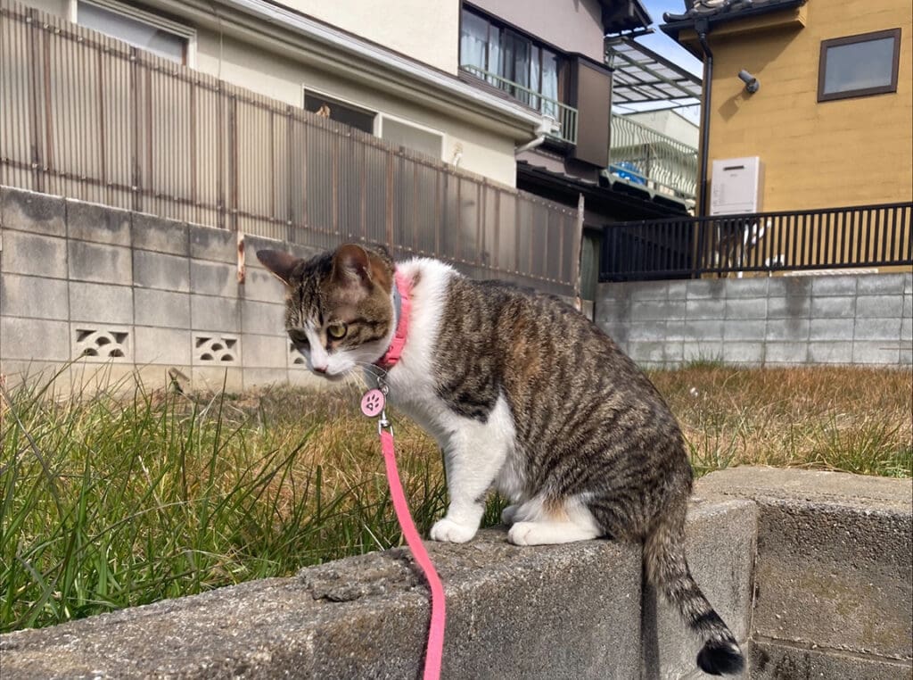one way Emily shares the gospel in Japan is with her cat and its pink leash