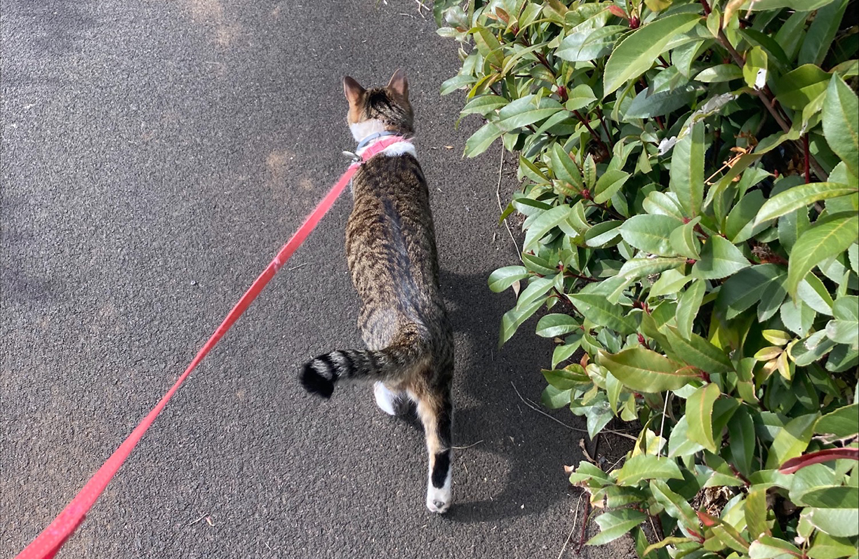 Walking the cat on a leash.